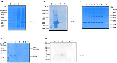 Complement Dependent and Independent Interaction Between Bovine Conglutinin and Mycobacterium bovis BCG: Implications in Bovine Tuberculosis